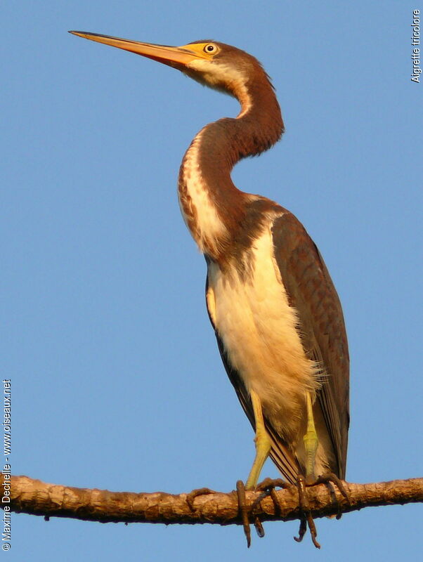 Tricolored Heron, identification