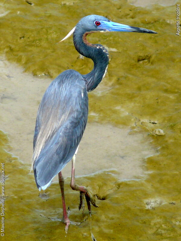 Aigrette tricoloreadulte nuptial, identification