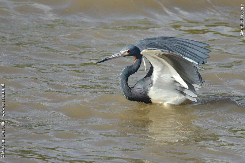 Tricolored Heronadult breeding, Behaviour