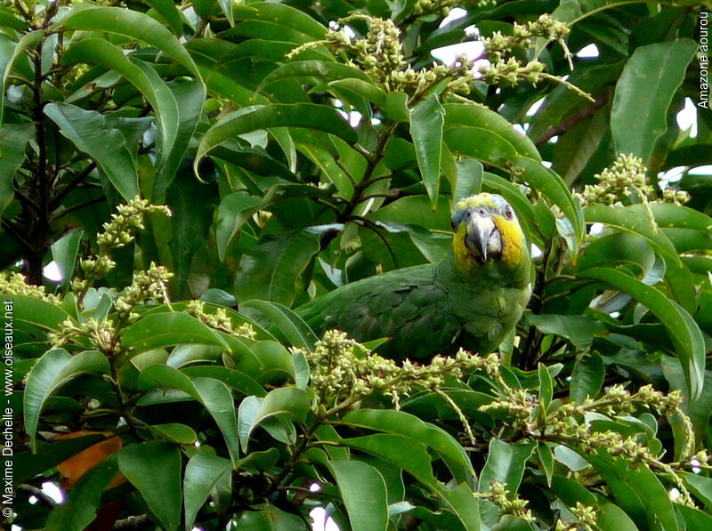 Orange-winged Amazon