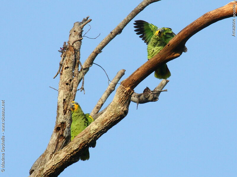 Orange-winged Amazon adult