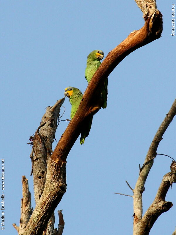 Orange-winged Amazon adult