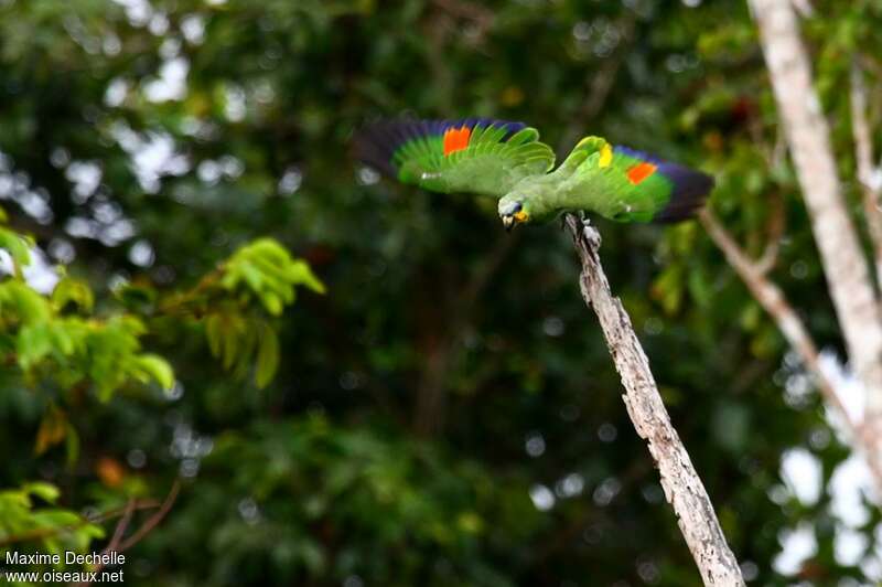 Amazone aourouadulte, composition, pigmentation, Vol