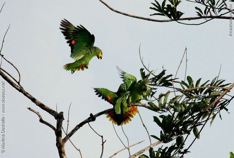 Amazone aourou, Vol, Comportement