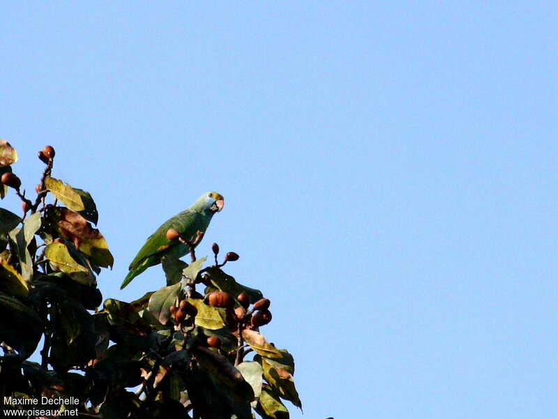 Blue-cheeked Amazonadult, identification