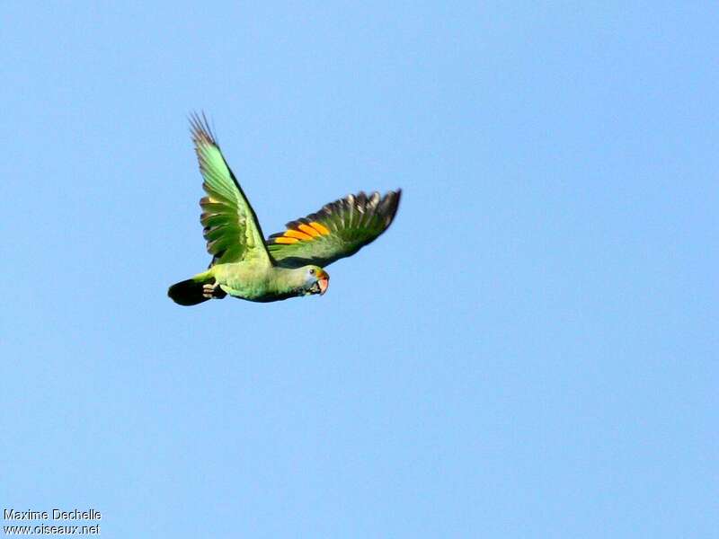 Blue-cheeked Amazonadult, pigmentation, Flight