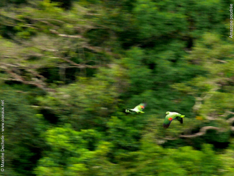 Amazone poudrée, Vol