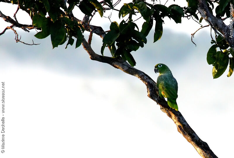 Amazone poudrée