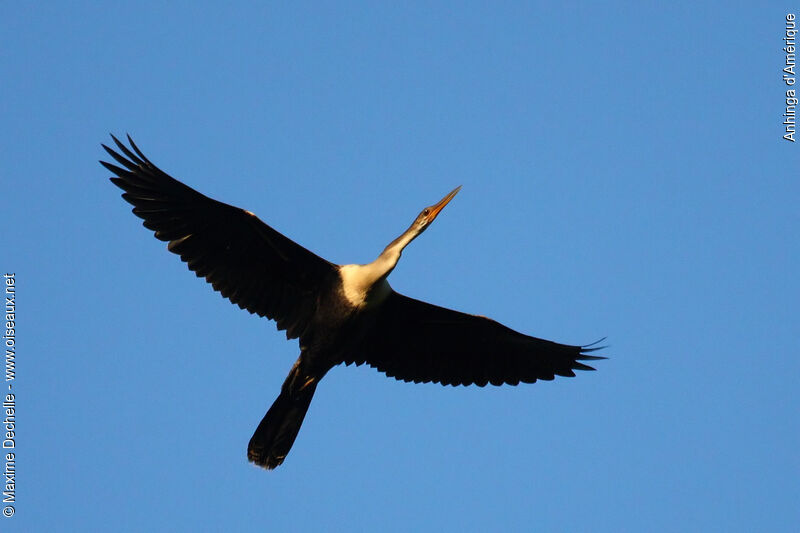 Anhinga d'Amérique femelle, Vol