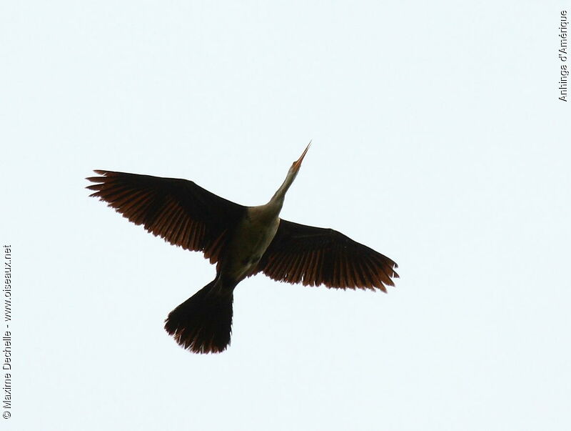 Anhinga female, Flight