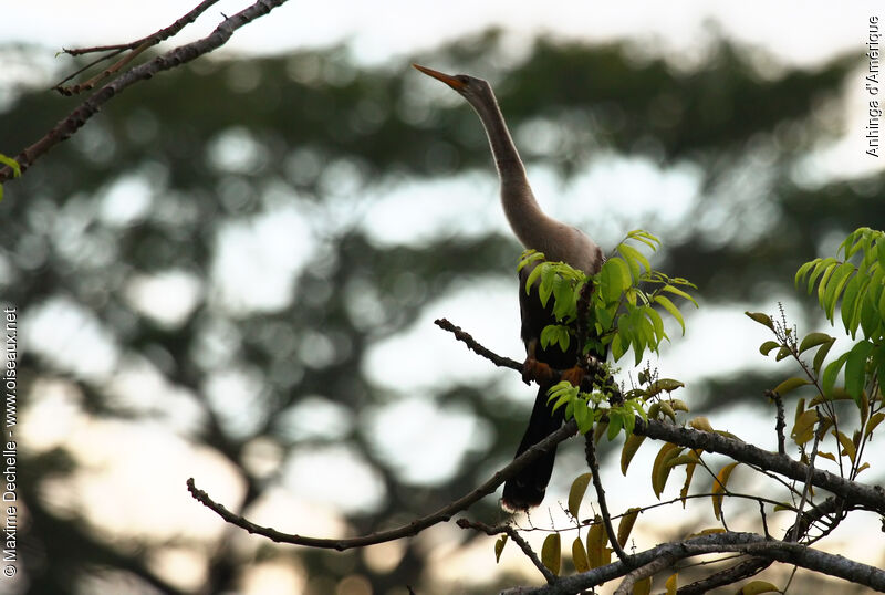 Anhinga d'Amérique femelle adulte, identification