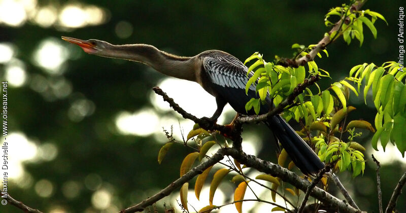 Anhinga female adult, identification