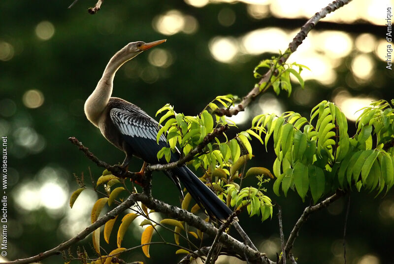 Anhinga female adult, identification