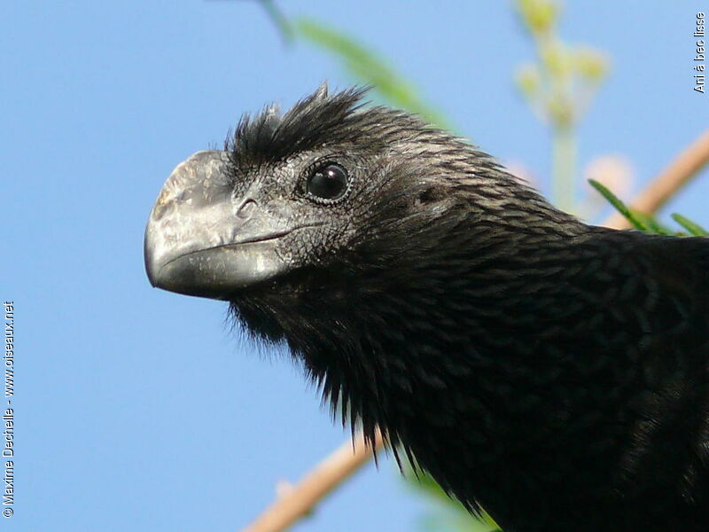 Smooth-billed Ani