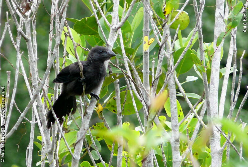 Smooth-billed Aniimmature