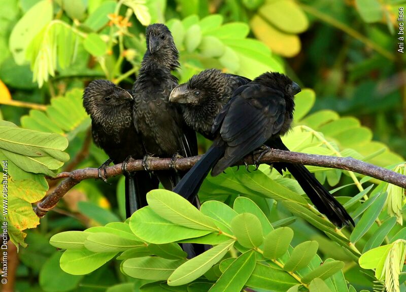 Smooth-billed Ani, Behaviour