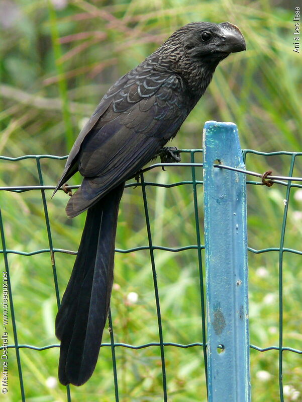 Smooth-billed Ani