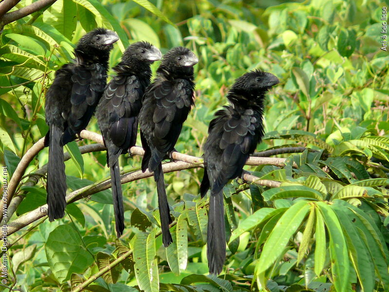 Smooth-billed Ani