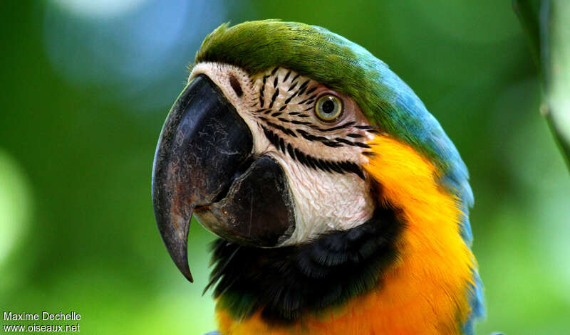 Blue-and-yellow Macawadult, close-up portrait