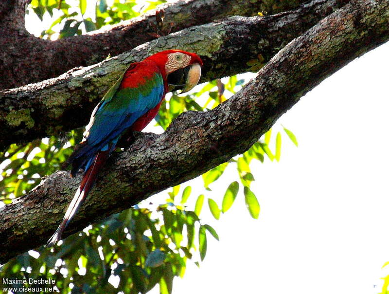 Ara chloroptèreadulte, identification