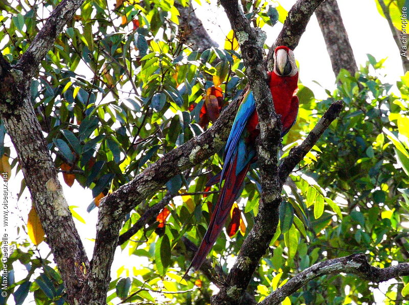 Red-and-green Macawadult, identification