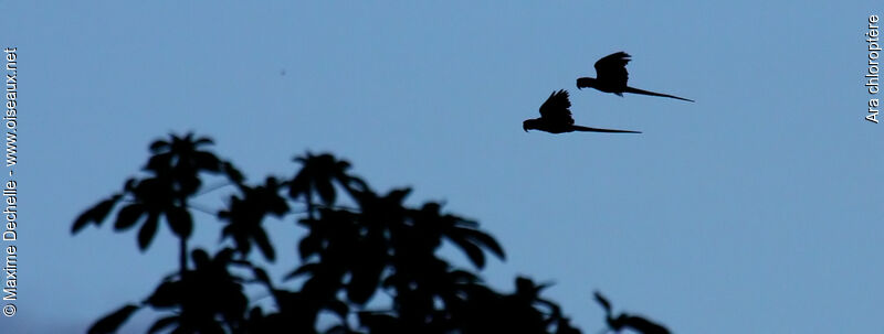 Red-and-green Macaw adult, Flight