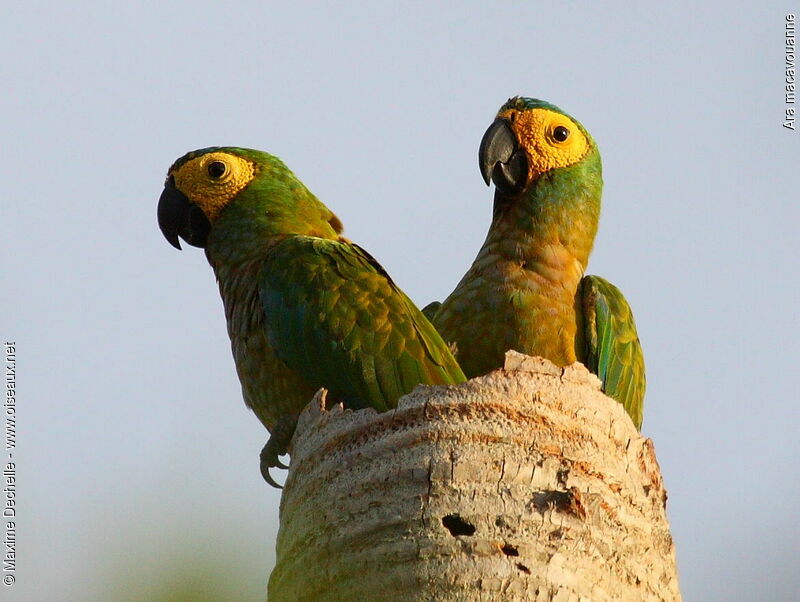 Red-bellied Macaw 