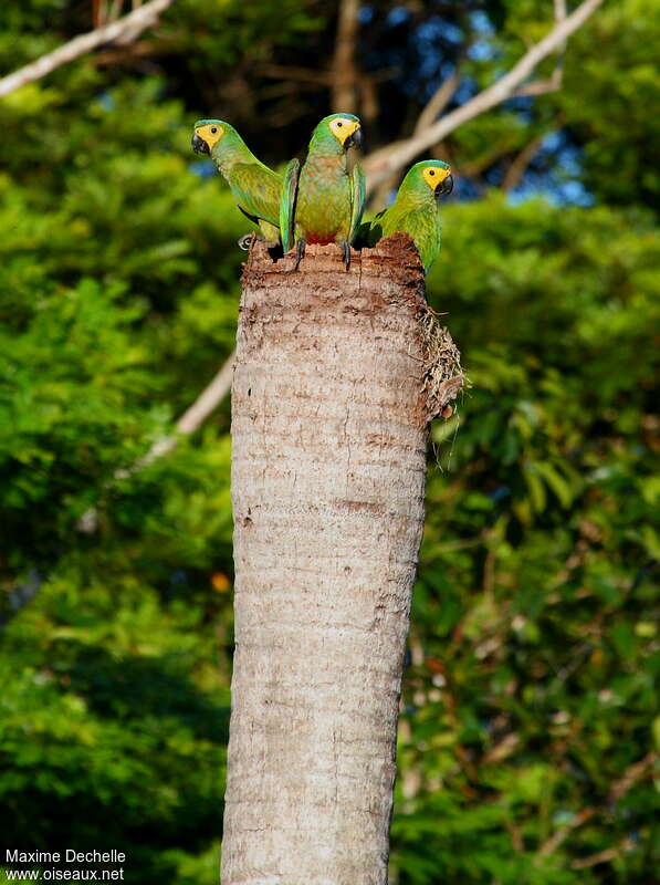 Red-bellied Macaw, habitat, pigmentation