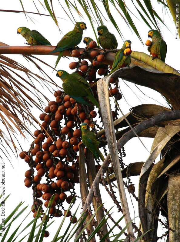 Red-bellied Macaw, feeding habits, Behaviour