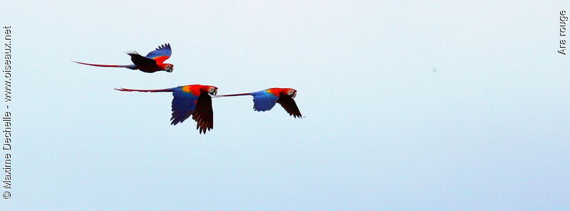 Scarlet Macawadult, Flight