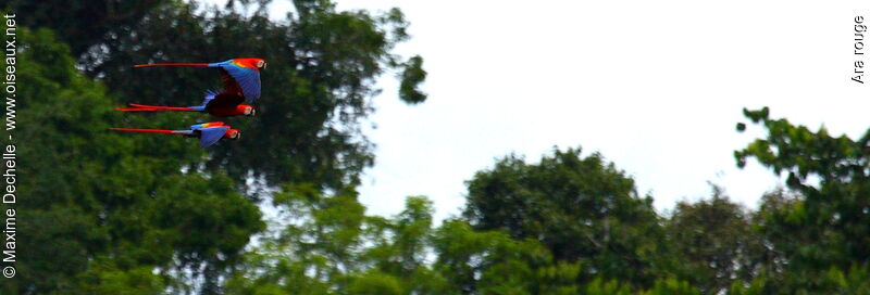 Scarlet Macawadult, Flight