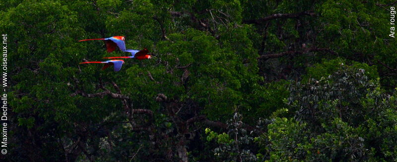 Scarlet Macawadult, Flight