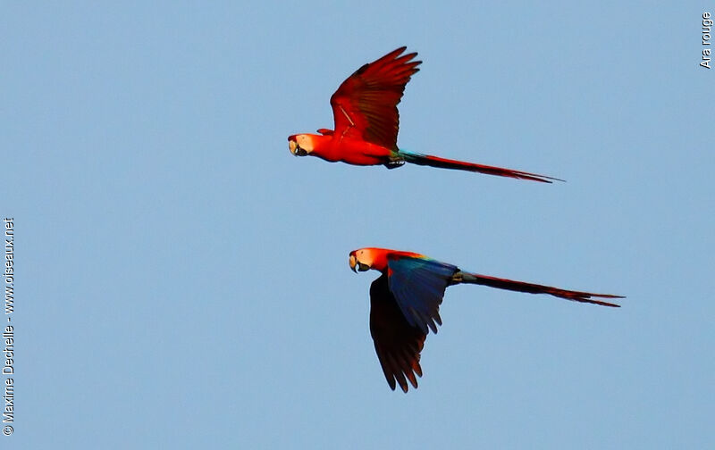 Scarlet Macaw adult, Flight