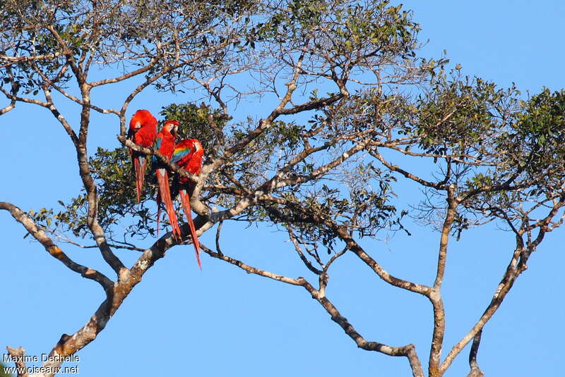 Scarlet Macaw, habitat, pigmentation, Behaviour