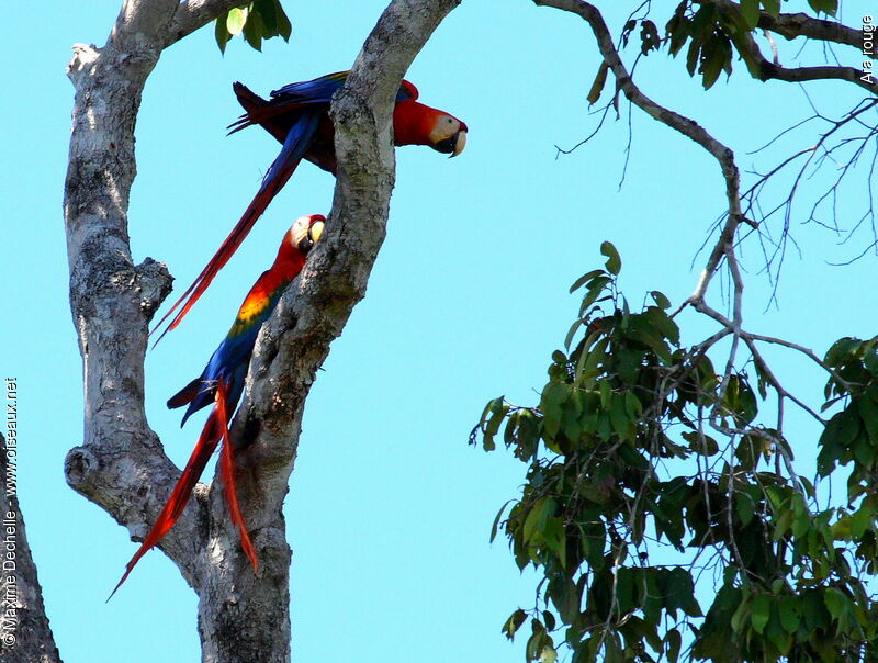 Scarlet Macaw adult