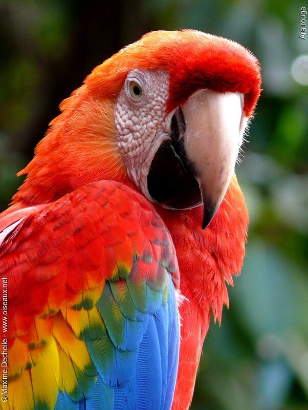 Scarlet Macawadult, identification