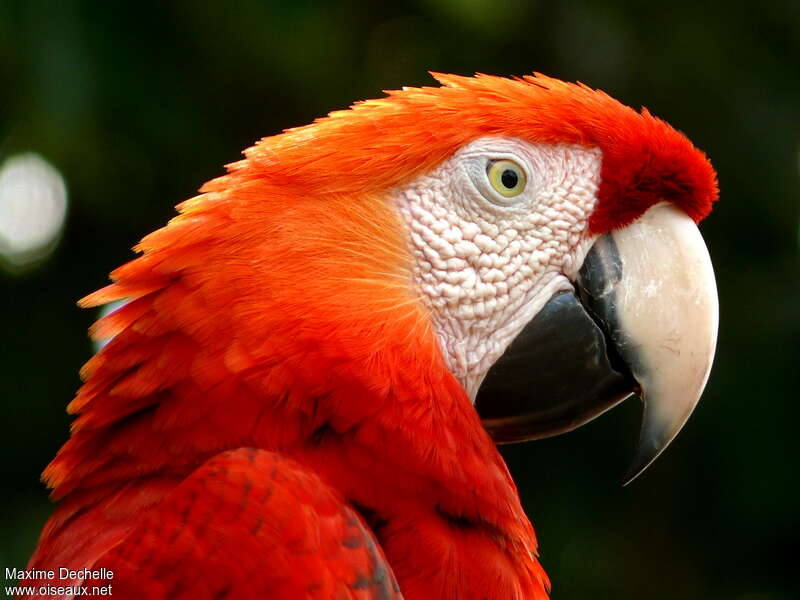 Scarlet Macawadult, close-up portrait