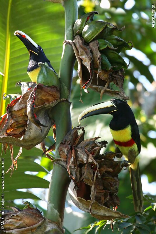 Black-necked Aracariadult, identification, feeding habits