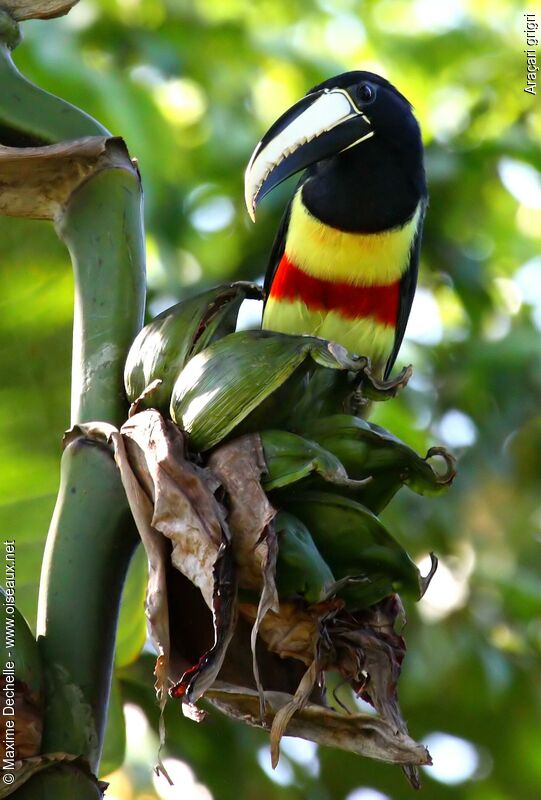 Black-necked Aracariadult, identification, feeding habits