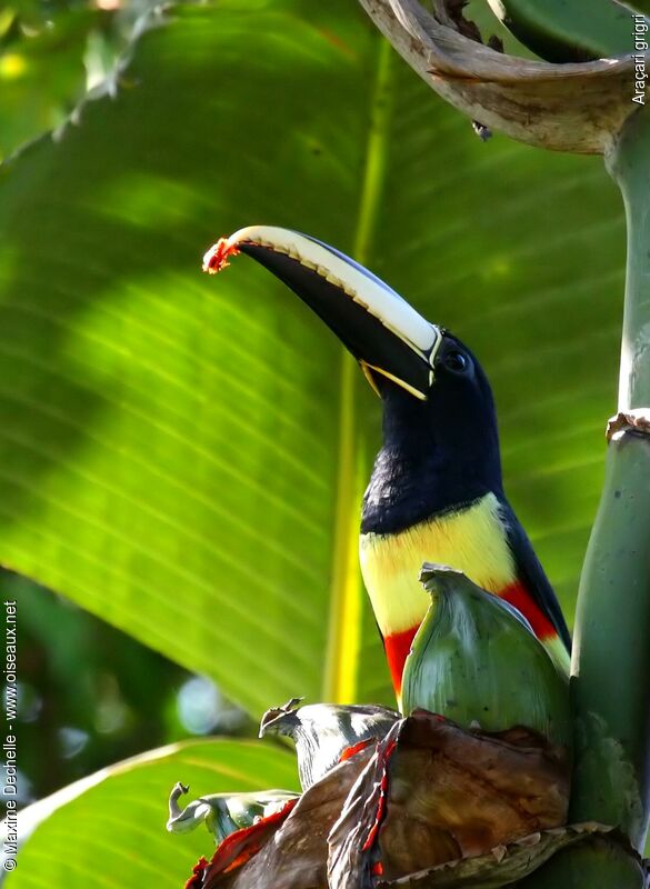 Black-necked Aracariadult, identification, feeding habits