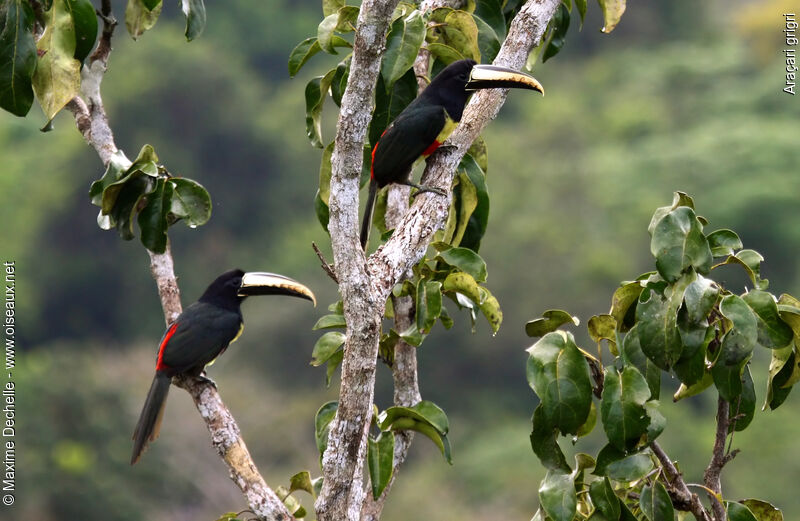 Araçari grigri adulte, identification