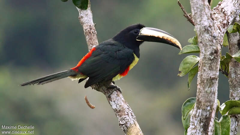 Araçari grigriadulte, identification, Comportement