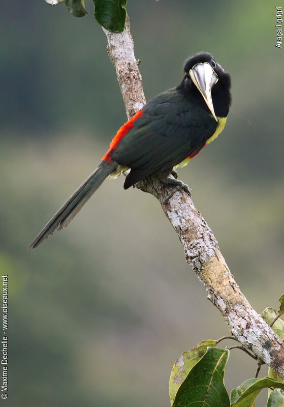 Araçari grigriadulte, identification