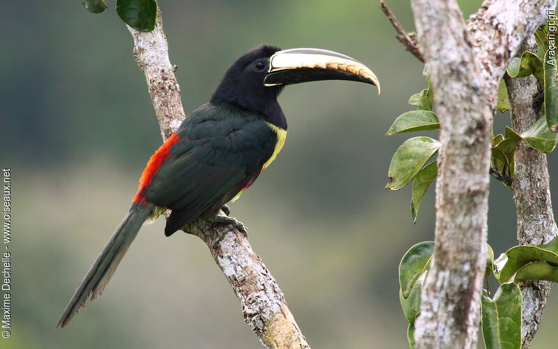 Araçari grigriadulte, identification