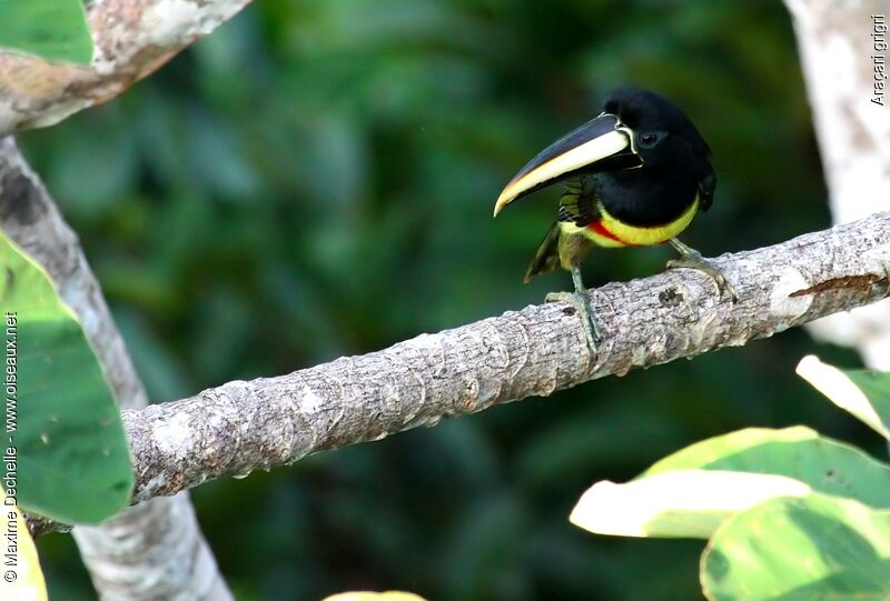 Black-necked Aracariadult, identification