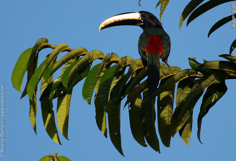 Araçari grigriadulte, identification