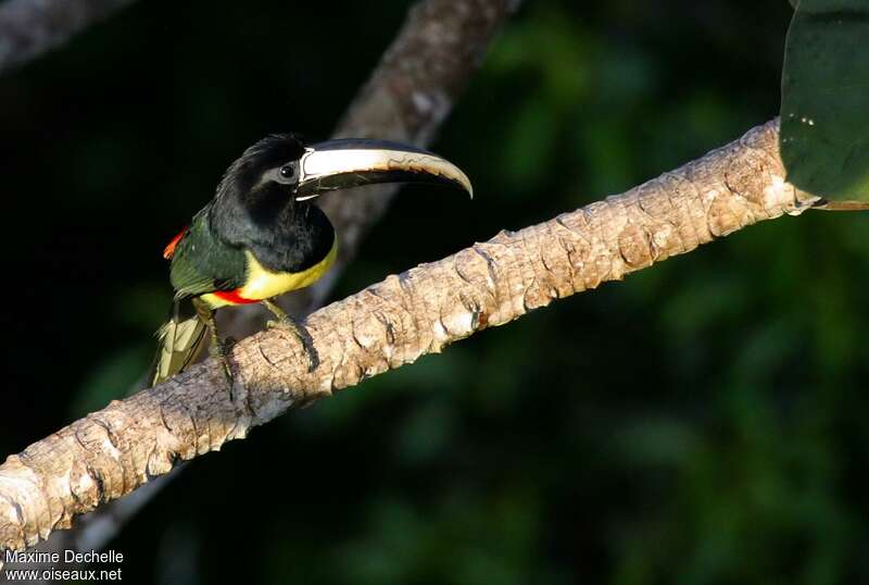 Black-necked Aracariadult