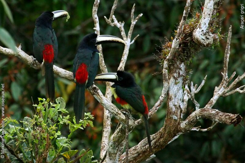 Black-necked Aracariadult, identification, feeding habits, Behaviour