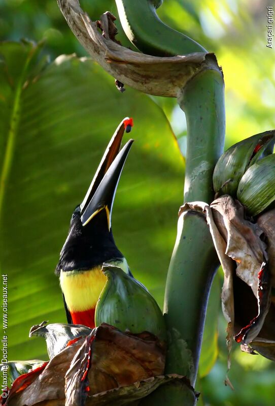 Black-necked Aracariadult, identification, feeding habits