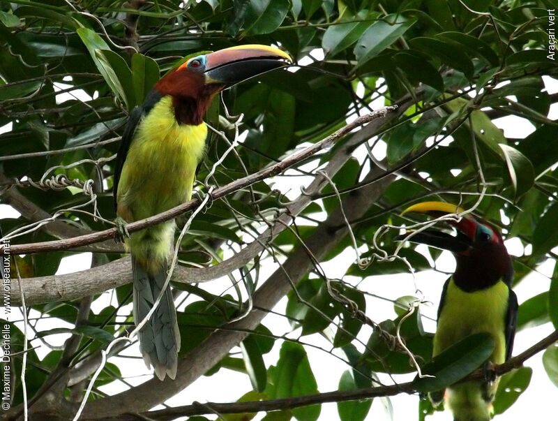 Green Aracari female juvenile